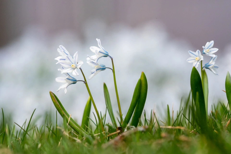 Taimimyymälä Vääksy – laaja valikoima puita, pensaita ja perennoja