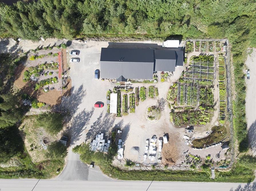 Puutarhakasveja Vääksyn Viherkukan puutarhamyymälässä Vääksyssä