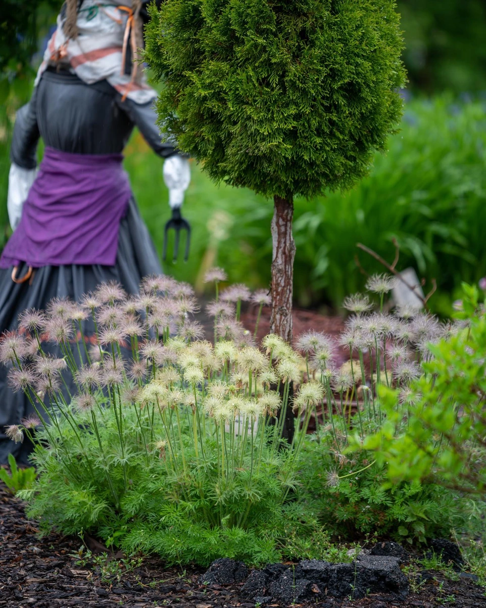 Koristepensaita ja puutarhakasveja Vääksyn Viherkukan taimimyymälässä