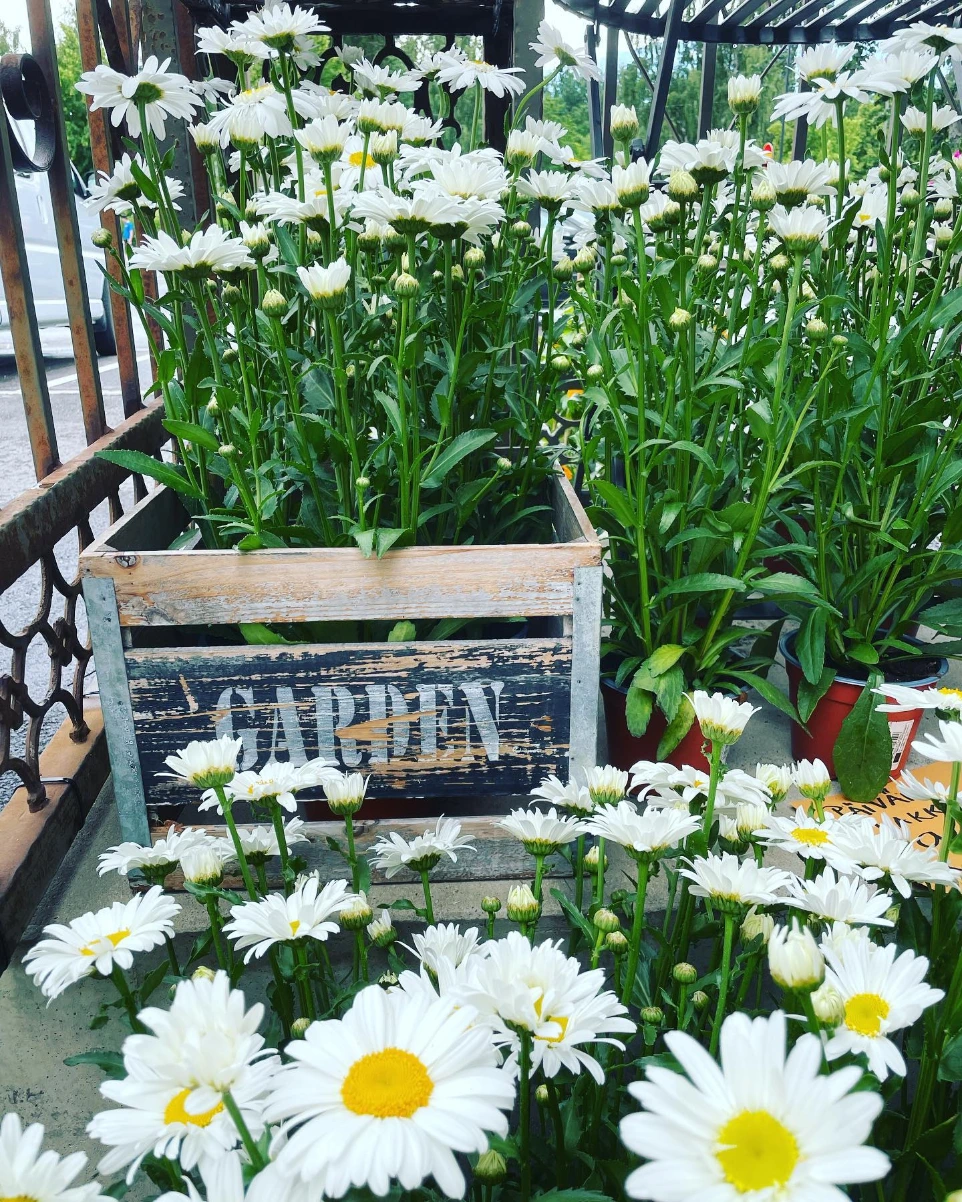 Puutarhamyymälä Vääksy – kasvit, multatuotteet ja puutarhatarvikkeet