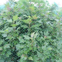 Rastasverkko venymätön 4 × 10 m 18 mm