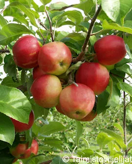 Omenapuu 'Heta' Malus domestica – Myyntikoko 150–250