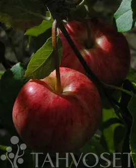 Omenapuu 'Huvitus' Malus domestica – Myyntikoko 150–250
