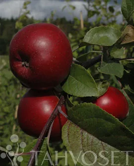 Omenapuu 'Jaspi' Malus domestica – Myyntikoko 150–250