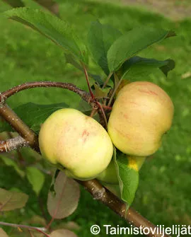 Omenapuu 'Keltakaneli' Malus domestica – Myyntikoko 150–250