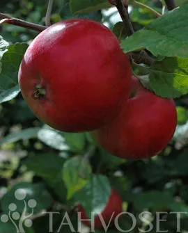 Omenapuu 'Punakaneli' Malus domestica – Myyntikoko 150–250