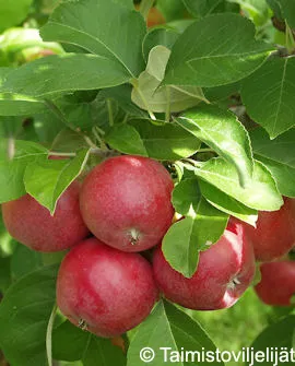 Omenapuu 'Sandra' FinE Malus domestica – Myyntikoko 150–250