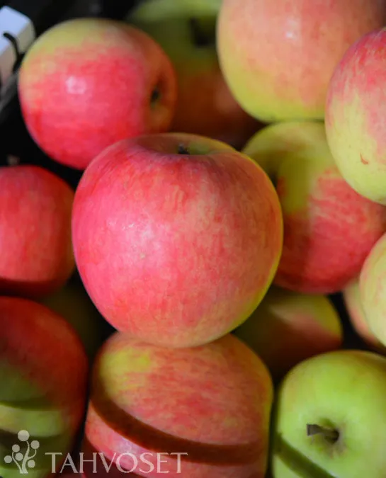 Omenapuu 'Uslada' Malus domestica – Myyntikoko 150–250