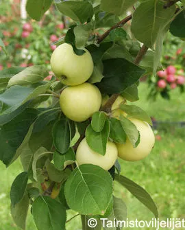 Omenapuu 'Valkeakuulas' Malus domestica – Myyntikoko 150–250