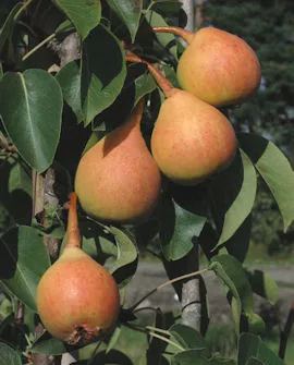 Päärynäpuu 'Aunen päärynä' Pyrus communis – Myyntikoko 150–250