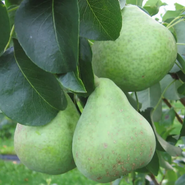 Päärynäpuu 'Jukka' Pyrus communis – Myyntikoko 150–250