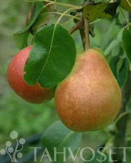 Päärynäpuu 'Pepi' Pyrus communis – Myyntikoko 150–250