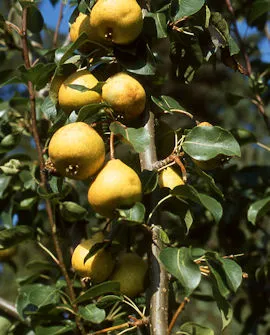 Päärynäpuu 'Tohtorin päärynä' Pyrus communis – Myyntikoko 150–250