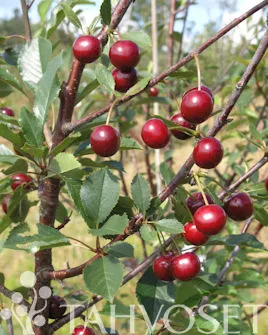 Hapankirsikkapuu 'Fanal' Prunus cerasus – Myyntikoko 150–250