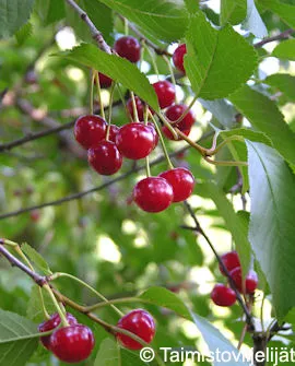 Hapankirsikkapuu 'Sikkolan Kuulasmarja' FinE Prunus cerasus – Myyntikoko 150–250