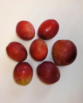 Luumupuu ‘Victoria’ Prunus domestica