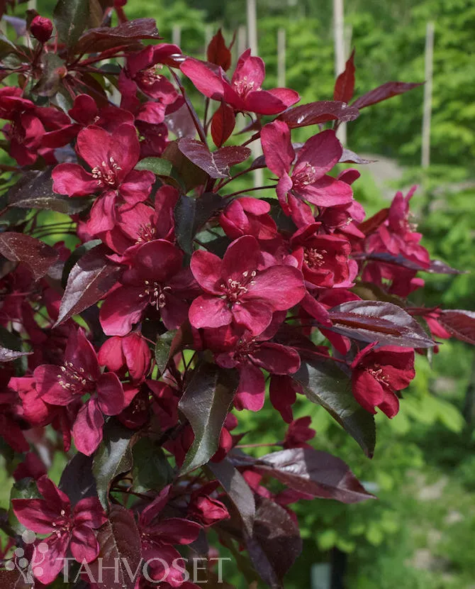 Koristeomenapuu ‘Royalty’ Malus Myyntikoko 150–250