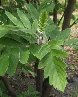 Suomenpihlaja Sorbus hybrida Myyntikoko 150–250