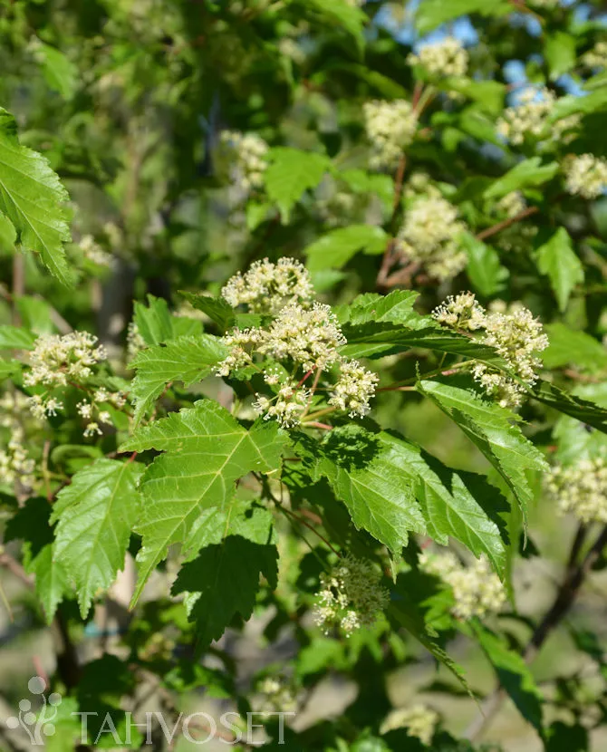 Mongolianvaahtera Acer tataricum subsp. ginnala Myyntikoko 150–250