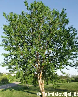 Tuohituomi Prunus maackii Myyntikoko 150–250
