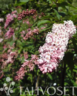 Nuokkusyreeni rungollinen Syringa komarowii subsp. reflexa