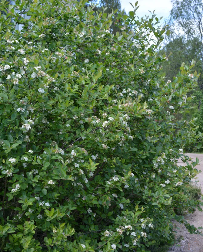 Koristearonia Aronia × prunifolia