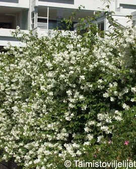 Pihajasmike Philadelphus coronarius Myyntikoko 3L