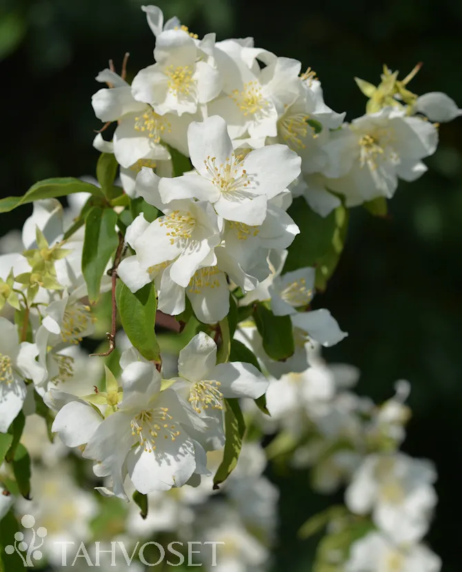 Loistojasmike ‘Tähtisilmä’ Philadelphus lewisii Myyntikoko 3L