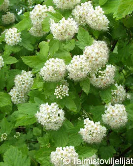 Lännenheisiangervo Physocarpus opulifolius Myyntikoko 3L