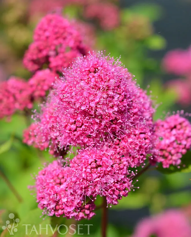 Kuningasangervo ‘Kruunu’ FinE Spiraea watsoniana Myyntikoko 3L