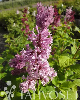 Kaarisyreeni ‘Veera’ FinE Syringa × josiflexa Myyntikoko 3L