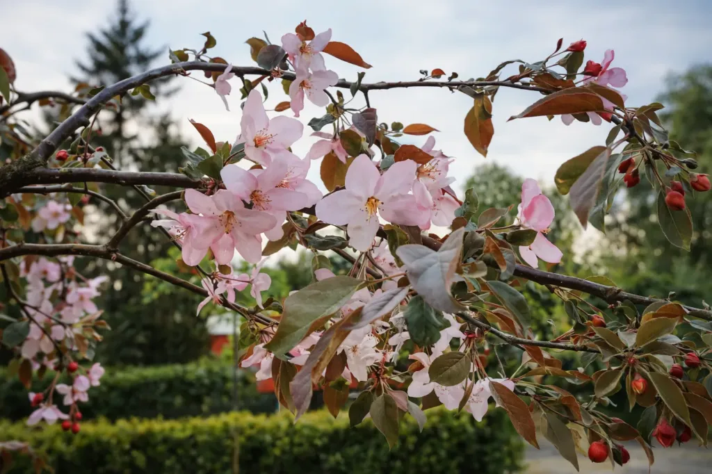 Riippaomenapuu ‘Red Flow’ Malus Myyntikoko 150–200