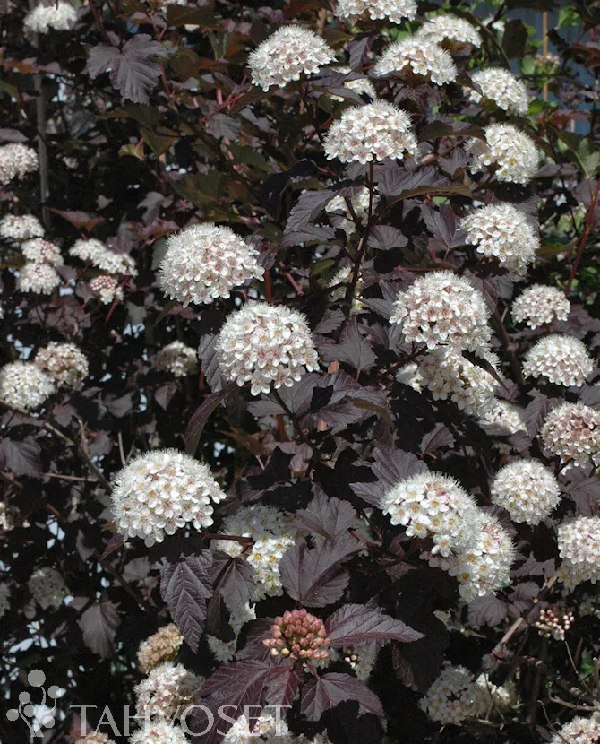 Purppuraheisiangervo – Physocarpus opulifolius ‘Diabolo’