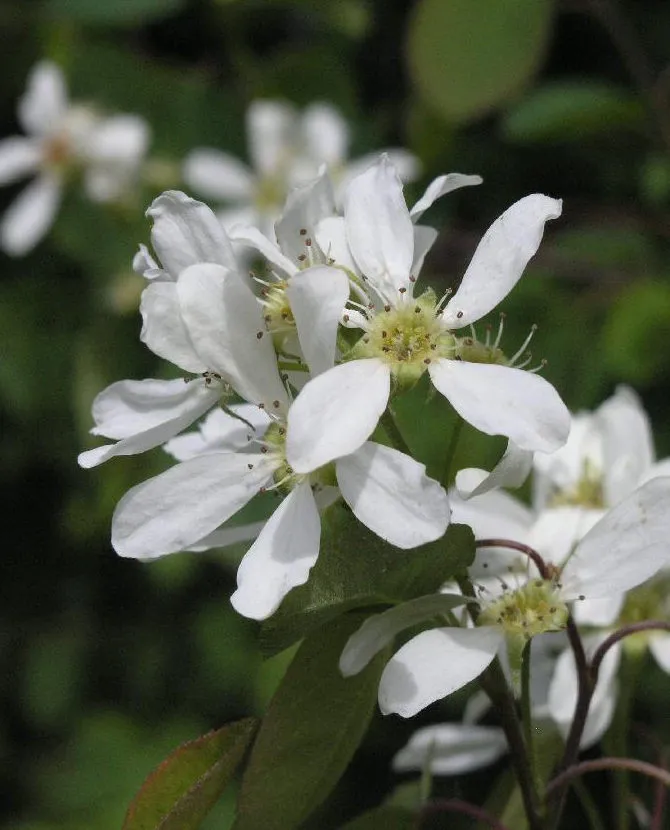 Marjatuomipihlaja, Amelanchier alnifolia 3l