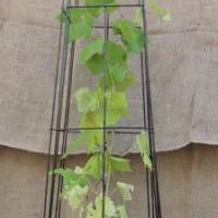 Kasvituki Obeliski 200 x 40 cm