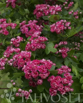 Ruusuorapihlaja ‘Paul’s Scarlet’ – Crataegus – Myyntikoko 150–200 cm