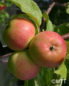 Perheomenapuu – Malus domestica, Myyntikoko 150–250