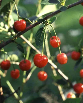 Huvimajan kuulasmarja FinE kirsikka (Prunus cerasus)