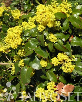 Mahonia – Mahonia aquifolium  Myyntikoko 40-50