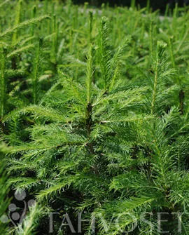 Metsäkuusi – Picea abies – Myyntikoko 100-125