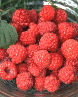 Maurin Makea pensasvadelma FinE – Rubus idaeus ‘Maurin Makea’ – Myyntikoko 2l