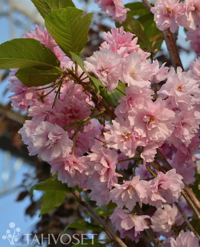Japaninkirsikka ’Kanzan’ – Prunus serrulata ’Kanzan’
Myyntikoko 150–250