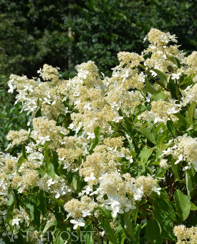 Kuutamohortensia ILONA® ’Praecox’ FinE – Hydrangea paniculata ’Praecox’