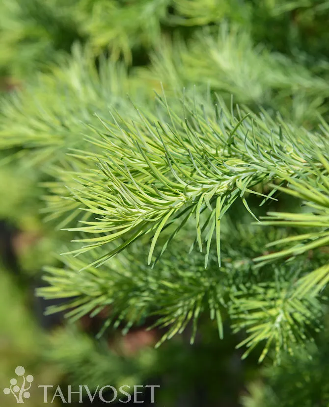 Japaninlehtikuusi – Larix kaempferi
Myyntikoko 100–125