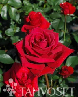 Tertturuusu ’Nina Weibull’ – Rosa ’Nina Weibull’ Myyntikoko 3L