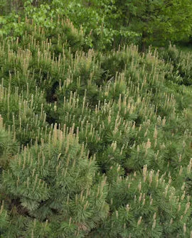 Kääpiövuorimänty – Pinus mugo var. pumilio
Myyntikoko 25-30