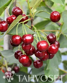 Hapankirsikka ’Varjomorelli’ FinE – Prunus cerasus ’Varjomorelli’
Myyntikoko 7,5l