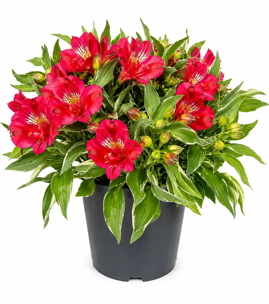 Inkalilja Alstroemeria