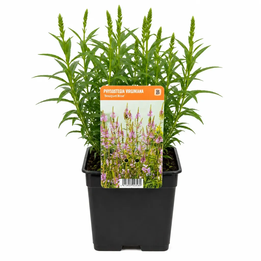 Rantatädyke ’Bouquet Rose’ – Physostegia virginiana