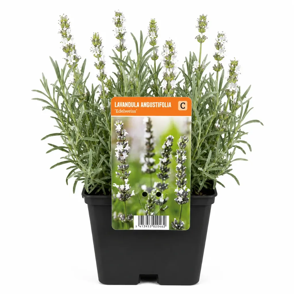 Laventeli ’Edelweiss’ – Lavandula angustifolia